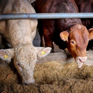 恒歌養(yǎng)殖溯源監(jiān)控系統(tǒng)高精度溫濕度變送器，智能畜牧養(yǎng)殖業(yè)環(huán)境監(jiān)控系統(tǒng)溫濕度解決方案